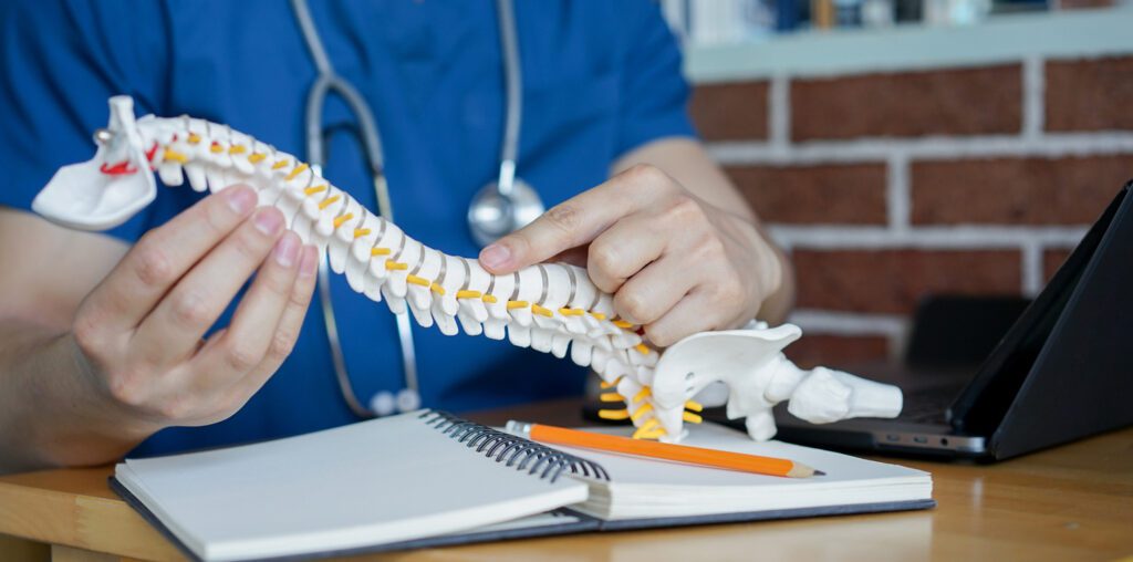 chiropractor's hand pointing on human skeleton at middle back to advise and consult to patient to treatment at office